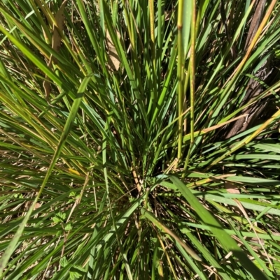Deyeuxia sp. (A Bent Grass) at Namadgi National Park - 27 Jan 2024 by JohnGiacon