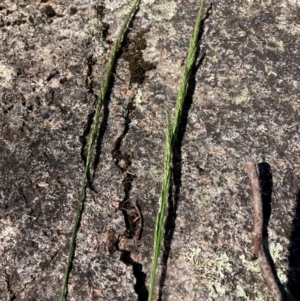 Deyeuxia sp. at Namadgi National Park - 28 Jan 2024