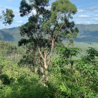 Phascolarctos cinereus (Koala) at Gibraltar Range National Park - 4 Jan 2024 by Doris