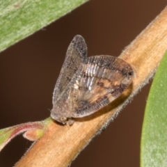 Scolypopa australis (Passionvine hopper, Fluffy bum) at Hawker, ACT - 27 Jan 2024 by AlisonMilton