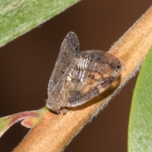 Scolypopa australis at Hawker, ACT - 28 Jan 2024