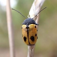 Cadmus (Cadmus) litigiosus (Leaf beetle) at Aranda, ACT - 19 Jan 2024 by CathB