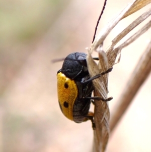 Cadmus (Cadmus) litigiosus at Aranda Bushland - 20 Jan 2024 08:14 AM