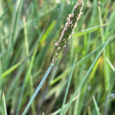 Alopecurus geniculatus (Marsh Foxtail) at Jerangle, NSW - 28 Jan 2024 by JaneR