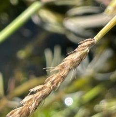 Alopecurus geniculatus at Jerangle, NSW - 28 Jan 2024