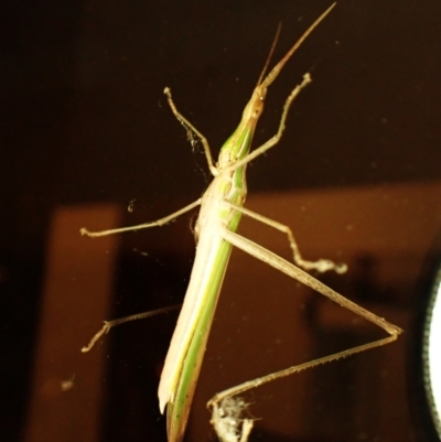 Acrida conica (Giant green slantface) at Cook, ACT - 25 Jan 2024 by CathB