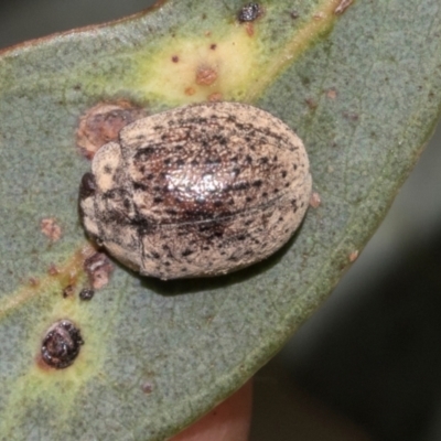 Trachymela sp. (genus) (Brown button beetle) at Scullin, ACT - 23 Jan 2024 by AlisonMilton