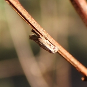 Epermenia exilis at Aranda Bushland - 13 Jan 2024