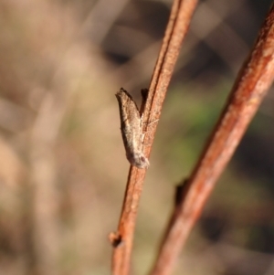 Epermenia exilis at Aranda Bushland - 13 Jan 2024