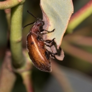 Ecnolagria grandis at Hawker, ACT - 23 Jan 2024