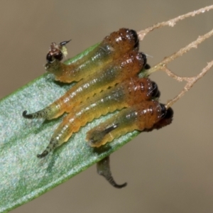 Pterygophorus cinctus at Hawker, ACT - 28 Jan 2024