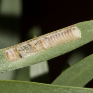 Pterygophorus cinctus at Hawker, ACT - 28 Jan 2024