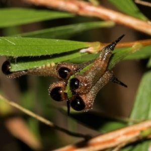 Pterygophorus cinctus at Hawker, ACT - 28 Jan 2024