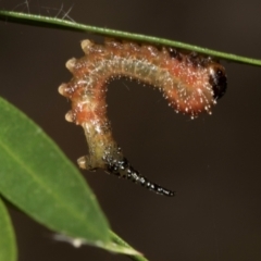 Pterygophorus cinctus at Hawker, ACT - 28 Jan 2024