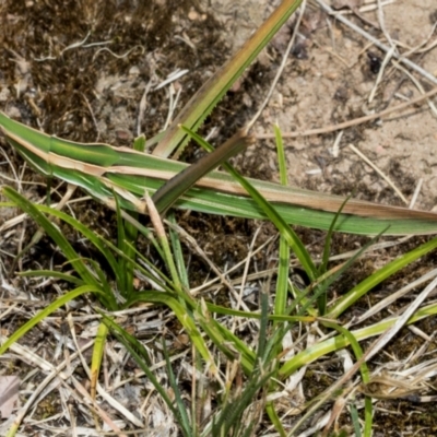 Acrida conica (Giant green slantface) at Scullin, ACT - 27 Jan 2024 by AlisonMilton