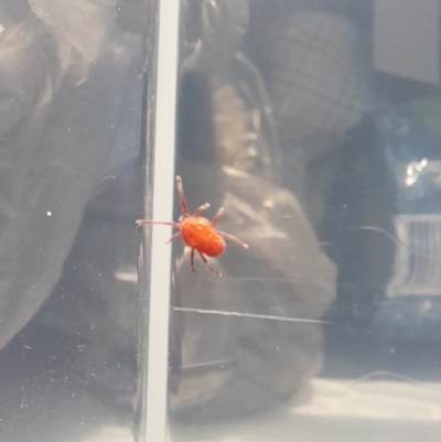 Trombidiidae (family) (Red velvet mite) at Kosciuszko National Park - 27 Jan 2024 by VanceLawrence