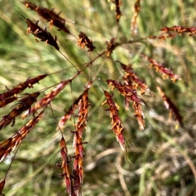 Sorghum leiocladum (Wild Sorghum) at Wandiyali-Environa Conservation Area - 29 Jan 2024 by Wandiyali