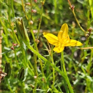 Hypoxis hygrometrica at The Pinnacle - 27 Jan 2024 09:40 AM