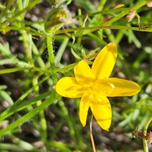 Hypoxis hygrometrica at The Pinnacle - 27 Jan 2024 09:40 AM