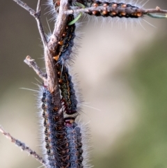 Epicoma (genus) at Penrose - 28 Jan 2024 by Aussiegall