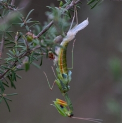 Orthodera ministralis (Green Mantid) at Wingecarribee Local Government Area - 28 Jan 2024 by Aussiegall