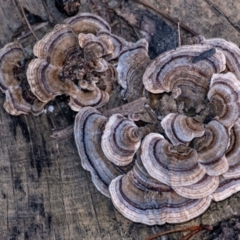 Trametes versicolor (Turkey Tail) at Penrose - 28 Jan 2024 by Aussiegall