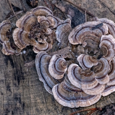 Trametes versicolor (Turkey Tail) at Penrose - 28 Jan 2024 by Aussiegall