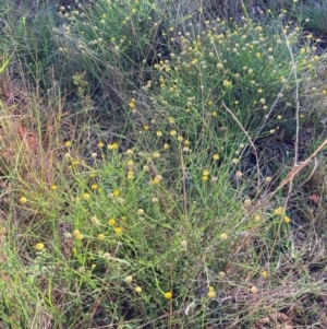 Calotis lappulacea at Mount Majura - 28 Jan 2024