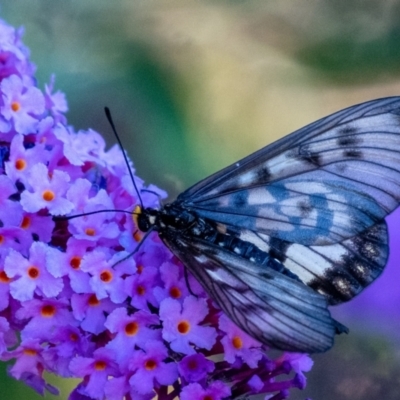 Acraea andromacha (Glasswing) at Penrose - 29 Jan 2024 by Aussiegall