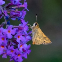 Ocybadistes walkeri (Green Grass-dart) at Wingecarribee Local Government Area - 29 Jan 2024 by Aussiegall