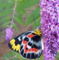 Delias harpalyce (Imperial Jezebel) at Penrose - 29 Jan 2024 by Aussiegall