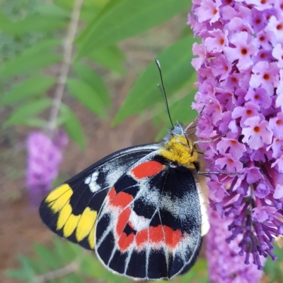 Delias harpalyce (Imperial Jezebel) at Penrose - 29 Jan 2024 by Aussiegall