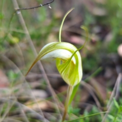 Diplodium reflexum (Dainty Greenhood) at Captains Flat, NSW - 29 Jan 2024 by Csteele4