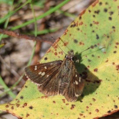 Toxidia parvula (Banded Grass-skipper) at Mongarlowe, NSW - 28 Jan 2024 by LisaH