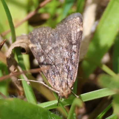 Aglossa (genus) (A Pyralid moth (Pyralinae)) at Mongarlowe River - 28 Jan 2024 by LisaH