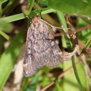 Aglossa (genus) at QPRC LGA - suppressed