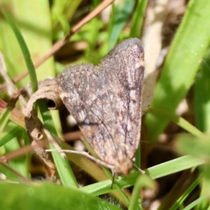 Aglossa (genus) at QPRC LGA - suppressed