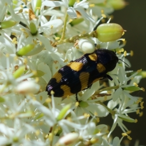 Castiarina australasiae at QPRC LGA - suppressed