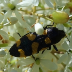 Castiarina australasiae at QPRC LGA - suppressed