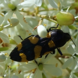 Castiarina australasiae at QPRC LGA - suppressed