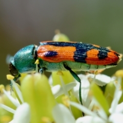 Castiarina scalaris (Scalaris jewel beetle) at Mongarlowe River - 28 Jan 2024 by LisaH