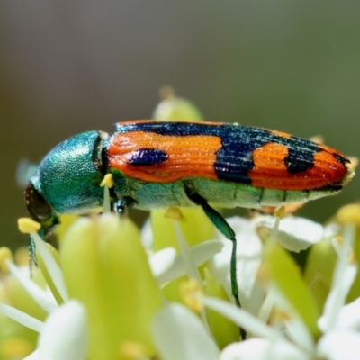 Castiarina scalaris (Scalaris jewel beetle) at Mongarlowe River - 28 Jan 2024 by LisaH