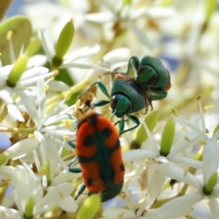 Castiarina scalaris at QPRC LGA - 28 Jan 2024