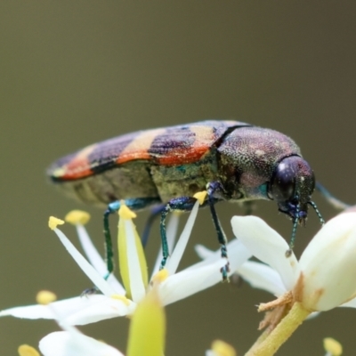 Castiarina sexplagiata (Jewel beetle) at Mongarlowe, NSW - 28 Jan 2024 by LisaH