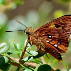 Trapezites symmomus (Splendid Ochre) at Mongarlowe River - 28 Jan 2024 by LisaH