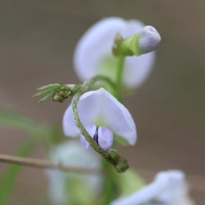 Glycine clandestina (Twining Glycine) at Mongarlowe River - 28 Jan 2024 by LisaH