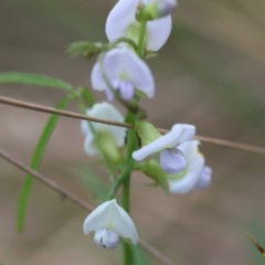 Glycine clandestina at QPRC LGA - suppressed