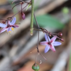 Dianella caerulea (Common Flax Lily) at Mongarlowe River - 28 Jan 2024 by LisaH