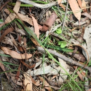 Dianella caerulea at QPRC LGA - 28 Jan 2024