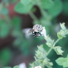 Amegilla (Zonamegilla) asserta (Blue Banded Bee) at Hall, ACT - 29 Jan 2024 by Anna123